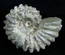 Inch Bumpy Douvilleiceras Ammonite #1974-1